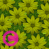 FLOWER MEADOW elgato streamdeck and loupedeck animated gif icons key button background wallpaper