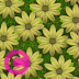 花朵草地埃尔加托溪流和loupedeck动画gif图标钥匙按钮背景壁纸